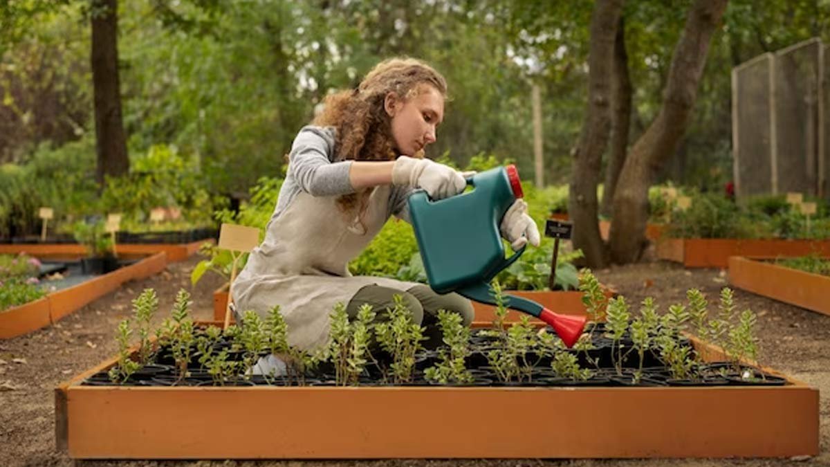 Thriving Vegetable Garden